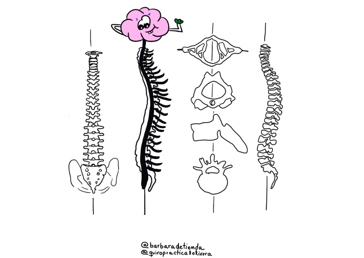 https://quiropracticalolivera.com/wp-content/uploads/2019/10/Vi%C3%B1eta-septiembre-quiropracticalolivera-lescorts-anatomia-columna-vertebral.png